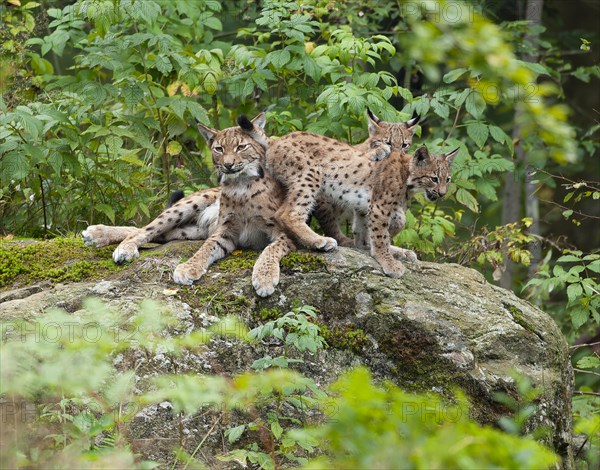 Eurasian lynx (Lynx lynx) female, mother and two cubs on a rock, Germany, Europe