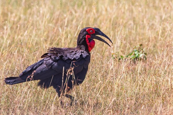 Southern ground hornbill (Bucorvus leadbeateri) walking in the grass on the savanna in east africa, Maasai Mara, Kenya, Africa