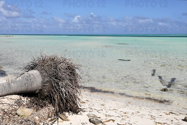 Fallen palm tree, Caya Coco, North Coast, Cuba, Greater Antilles, Caribbean, Central America, America, Central America