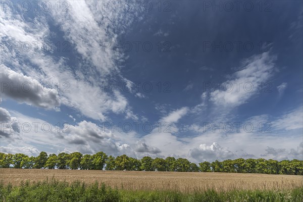 Avenue of large-leaved lindens (Tilia platyphyllos) Cornfield and cloudy sky, Rehna, Mecklenburg-Vorpommern, Germany, Europe