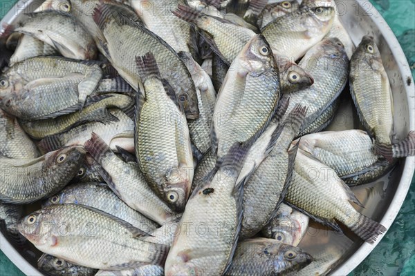 Fish market, weekly market market In Mandalay, Myanmar, Asia