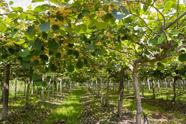 Kiwi, kiwi plants with flowers (Actinidia), Eastern Macedonia and Thrace, Greece, Europe