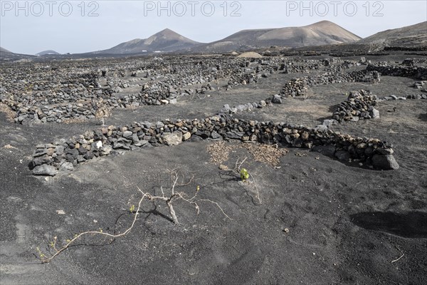 Wine growing in volcanic ash pits protected by dry stone walls, Yaiza, Lanzarote, Canary Islands, Spain, Europe