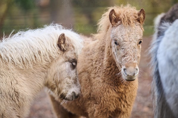 Portrait of Shetland ponys in winter, Bavaria, Germany, Europe