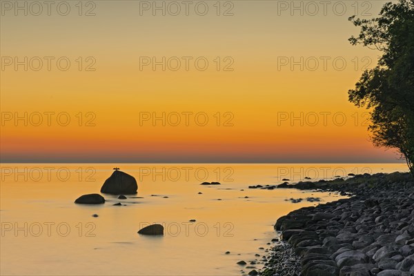 Dawn at the striking rock on the coast of Lohme on the island of Ruegen. A comoran lasts a long time during the long exposure