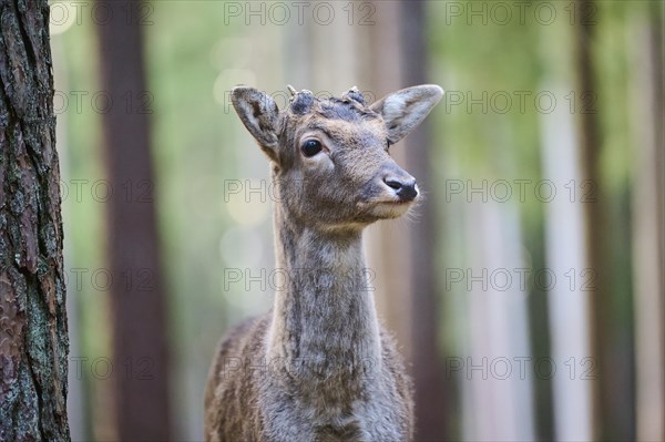 Fallow deer (Dama dama) buck, portrait, in a forest, Bavaria, Germany, Europe