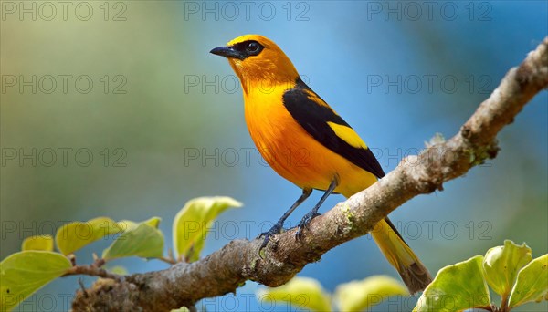 KI generated, animal, animals, bird, birds, biotope, habitat, one, individual, blue sky, foraging, wildlife, summer, seasons, eurasian golden orioles (Oriolus oriolus), oriole, tree, branch