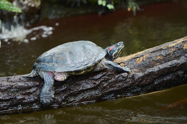 Red-eared slider (Trachemys scripta elegans) on a tree trunk, captive, Germany, Europe