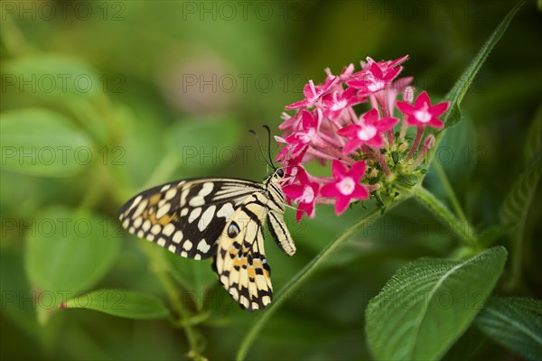Lime butterfly (Papilio demoleus) sitting on a flower, Germany, Europe