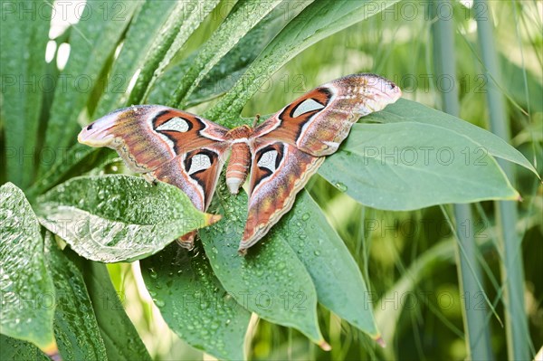 Atlas moth (Attacus atlas) butterfly sitting on a leaf, Germany, Europe