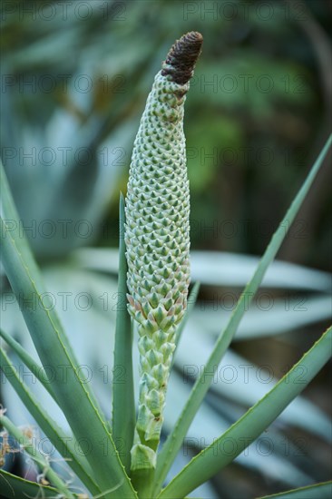 Tilt-head (Aloe speciosa) growing in a greenhouse, Germany, Europe