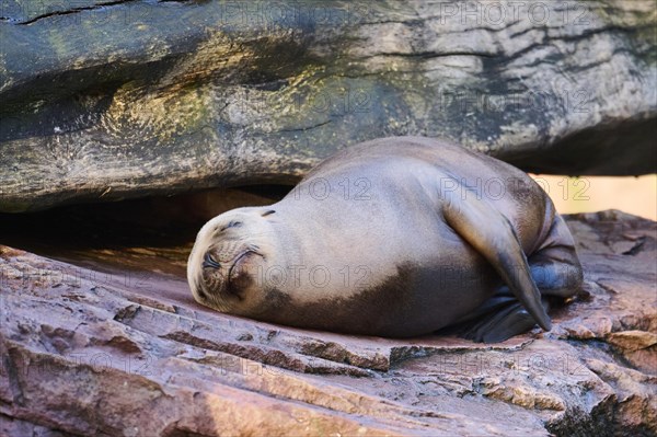 California sea lion (Zalophus californianus) lying on a rock, captive, Germany, Europe