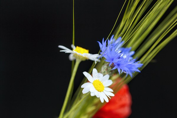 Cornflower (Centaurea cyanus), mayweed (Matricaria), ear of corn, field flowers, wild flowers, detail, still life against a black background