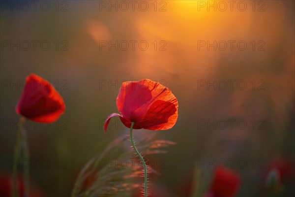Red glowing poppies in the warm light of the sunset with a softly drawn background, poppy (Papaver) in the evening light