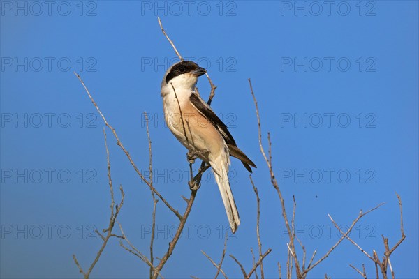 Lesser grey shrike (Lanius minor), Dobruja, Bulgaria, Europe