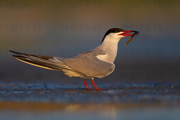 Common Tern (Sterna hirundo), courtship display with fish in beak, Danube Delta Biosphere Reserve, Romania, Europe