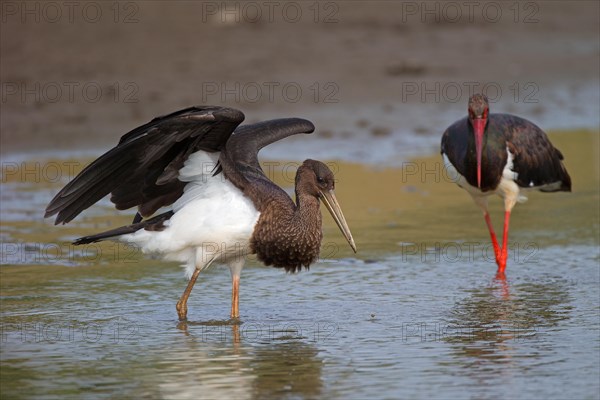 Black stork (Ciconia nigra), adult and juvenile, Mecklenburg-Western Pomerania, Germany, Europe