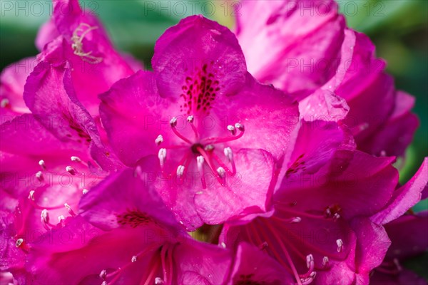 Rhododendron (azalea) flowers of various colors in the spring garden. Closeup. Blurred background