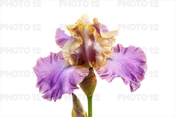 Beautiful multicolored iris flower isolated in white. Close up