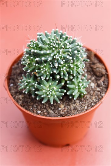 Beautiful succulent plant in greenhouse. Closeup, floral patterns, selective focus