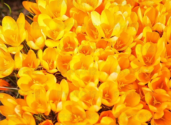 Yellow crocuses germinate in the spring in the garden. Symbol of spring
