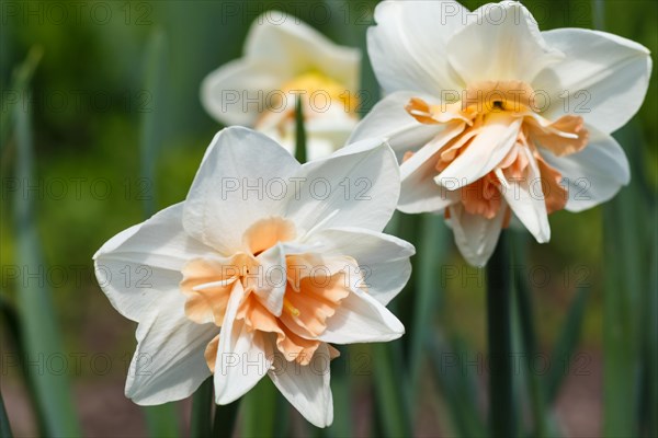 White daffodil (narcissus) with orange and yellow center