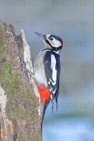 Great spotted woodpecker (Dendrocopos major), male, sitting attentively on dead wood, Wilnsdorf, North Rhine-Westphalia, Germany, Europe
