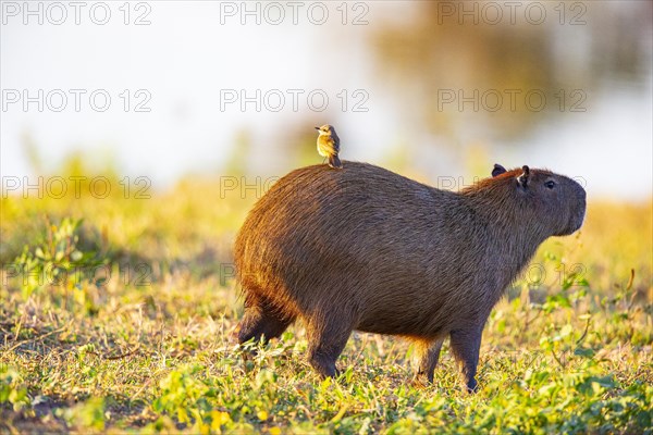 Capybara (Hydrochaeris hydrochaeris) Pantanal Brazil