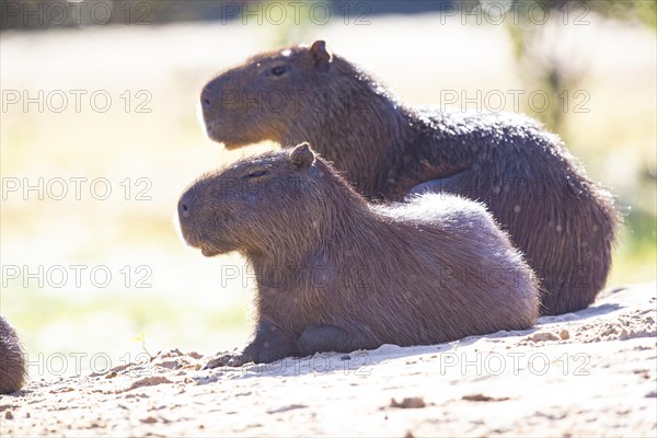 Capybara (Hydrochaeris hydrochaeris) Pantanal Brazil