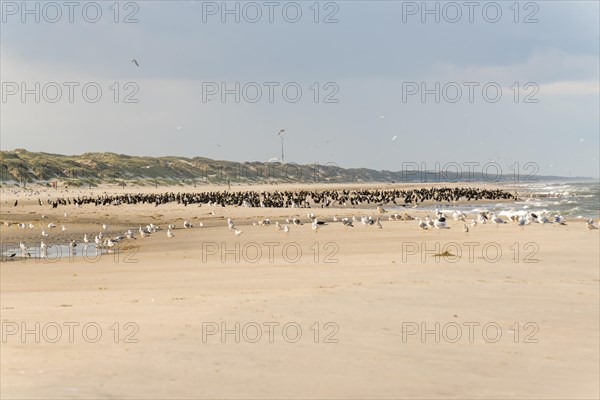 Flock of cormorants on the Danish North Sea coast, Oksbol, Region Syddanmark, Denmark, Europe