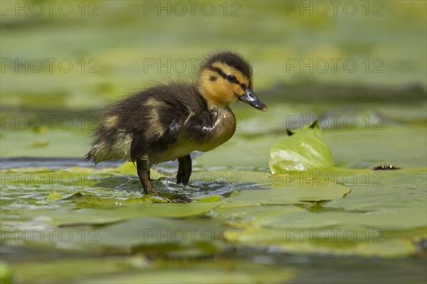 Mallard duck (Anas platyrhynchos) juvenile baby duckling walking on a Water lily plant leaf on a pond, Scotland, United Kingdom, Europe