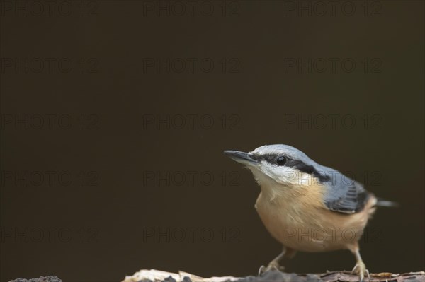 European nuthatch (Sitta europaea) adult bird on a tree branch, Wales, United Kingdom, Europe