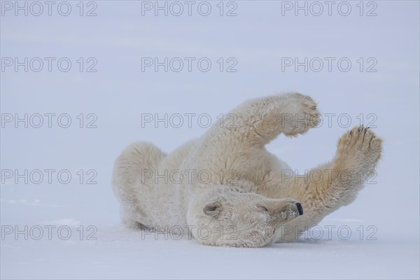 Polar bear (Ursus maritimus), rolling in the snow, funny, Kaktovik, Arctic National Wildlife Refuge, Alaska, USA, North America