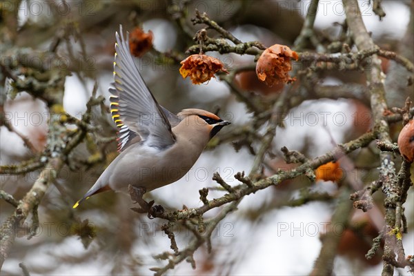 Bohemian waxwing (Bombycilla garrulus) on take-off, winter visitor, invader, Thuringia, Germany, Europe