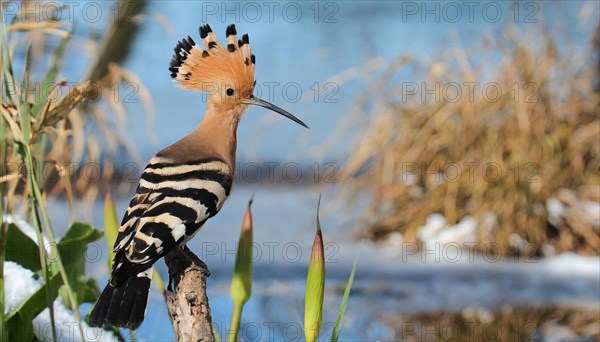 KI generated, animal, animals, bird, birds, biotope, habitat, one, individual, water, reeds, water lilies, blue sky, foraging, wildlife, hoopoe (Upupa epops), treehoppers, winter, ice, snow