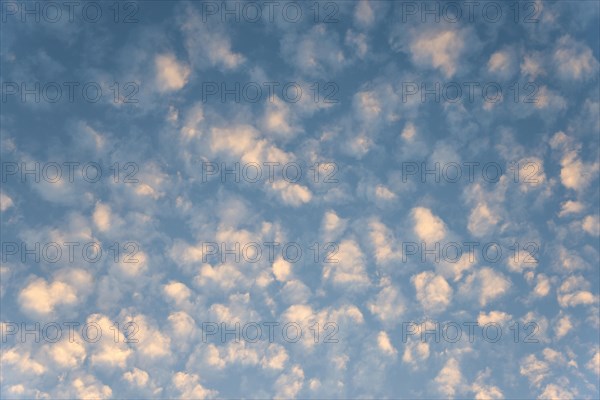 A peaceful sky with fleecy clouds at dusk, Cirrocumulus, high fleecy clouds, Ilsede, Lower Saxony, Germany, Europe