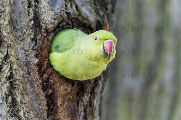 Rose-ringed parakeet (Psittacula krameri) looking out of its breeding den, wildlife, Germany, Europe