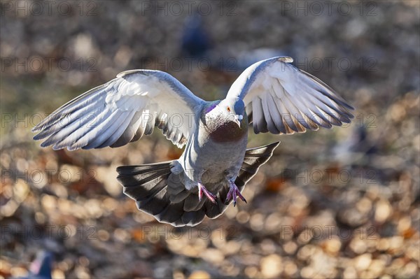 City dove (Columba livia forma domestica) in flight, wildlife, Germany, Europe