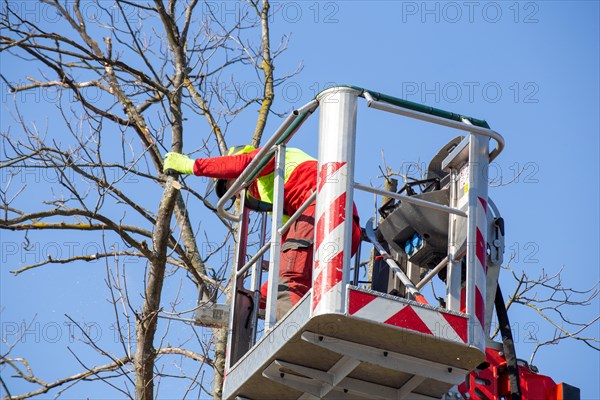 Man on the work platform pruning trees