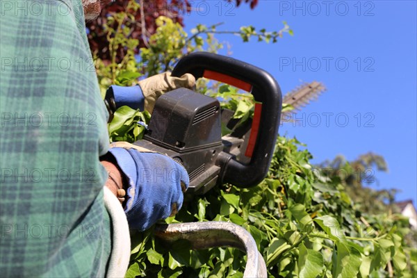 Man cutting hedges and greenery