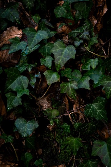 Common ivy (Hedera helix) on the forest floor, close-up, Neubeuern, Germany, Europe