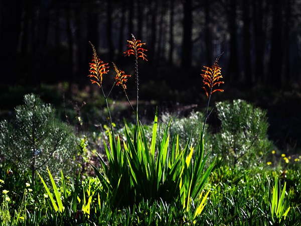 Bright red lilies (Lilium) at the edge of the forest, Nazare, Portugal, Europe