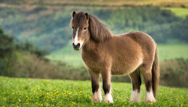 KI generated, animal, animals, mammal, mammals, biotope, habitat, one, individual animal, foraging, wildlife, meadow, pasture, Exmoor pony, horse, horses, ungulates, English pony breed, South West England, Exmoor, (Equus ferus caballus), foal, flower meadow