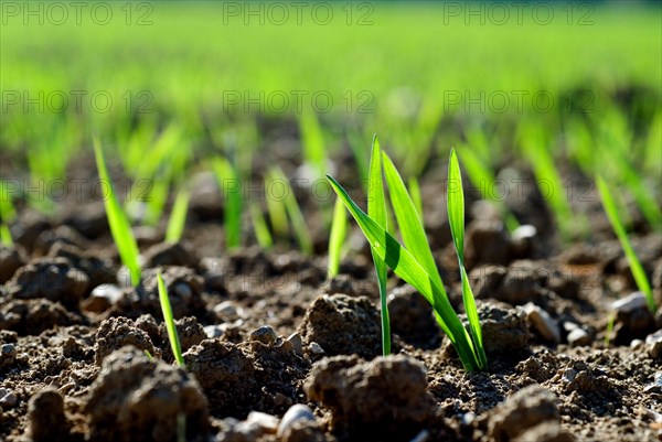 Young shoots of a cereal plant, backlit, wheat, rye or barley