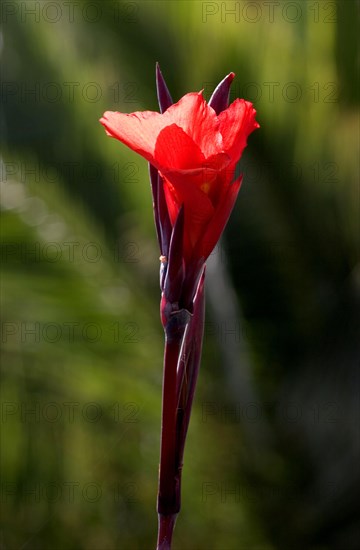 Indian shot (canna indica) Indisches Blumenrohr, La Palma, Canary Islands, Spain, Europe