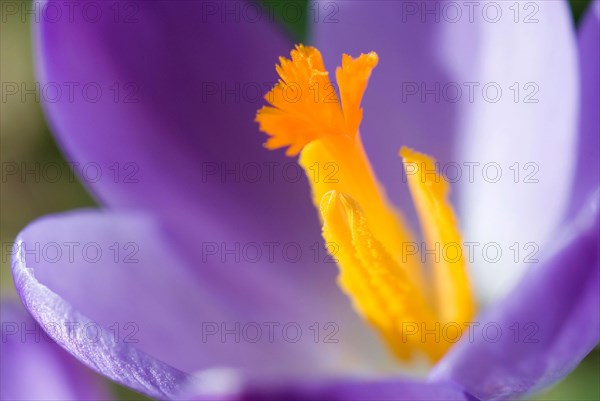 Spring crocus (Crocus Vernus) Munich, Bavaria, Germany, Europe