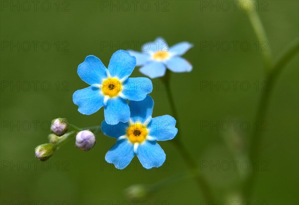 Forget-me-not (myosotis) Garmisch-Partenkirchen, Bavaria, Germany, Europe