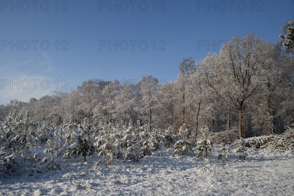 Norway spruce or Christmas (Picea abies) trees in a forest covered with snow in the winter, England, United Kingdom, Europe