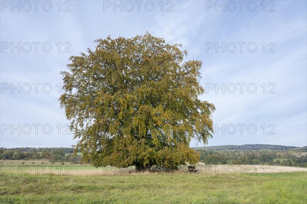 Common beech (Fagus sylvatica), solitary tree in autumn, bench, Thuringia, Germany, Europe