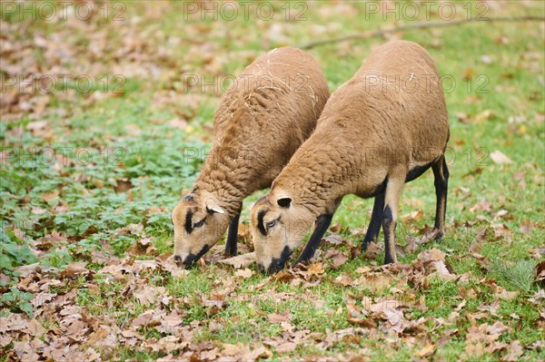 Female Cameroon sheeps (Ovis aries) on a meadow, Bavaria, Germany, Europe